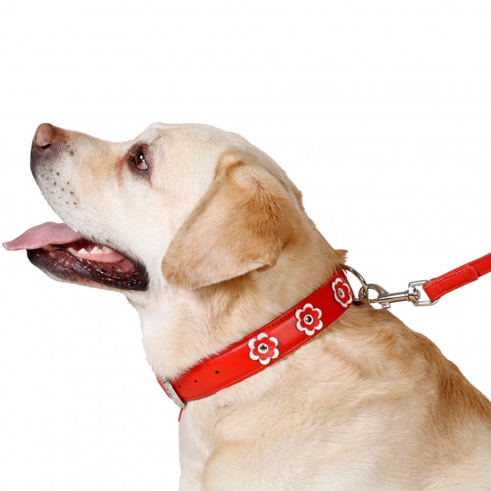flower_dog_collar1.jpg