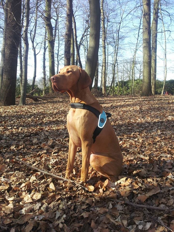 1797443_722516451102818_2022091402_n (1).jpg