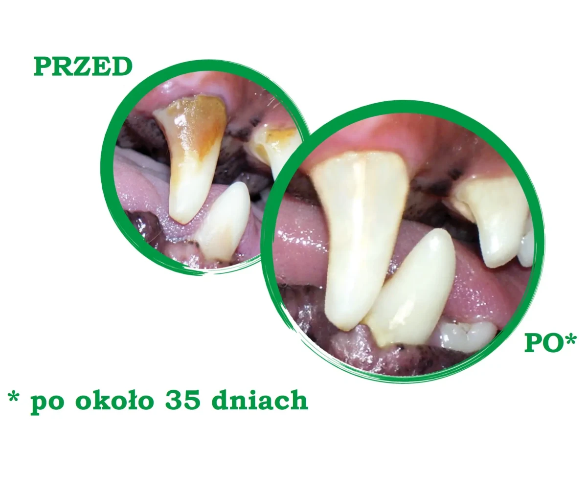 dental dla psa w puller.shop.pl.webp