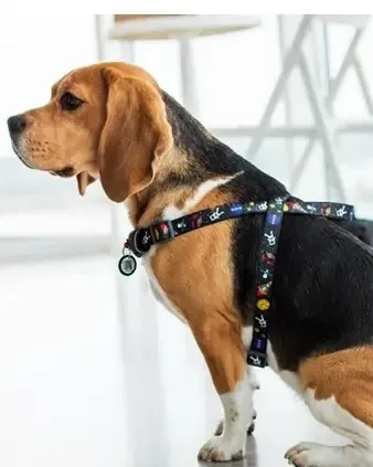 Nasa szelki dla psa.webp