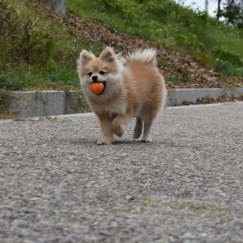 RUCAN-BALL-Small-Orange-S-srednio-twarda-pomaranczowa-pilka-na-przysmaki-dla-psa.jpg