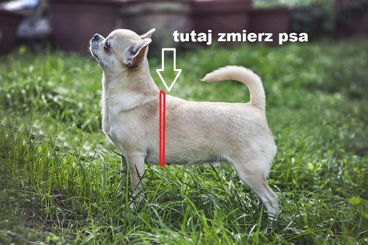 pomiar, chihuahua.jpg