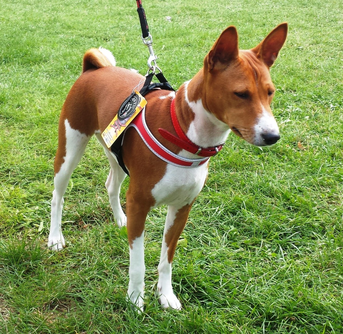 Basenji.jpg