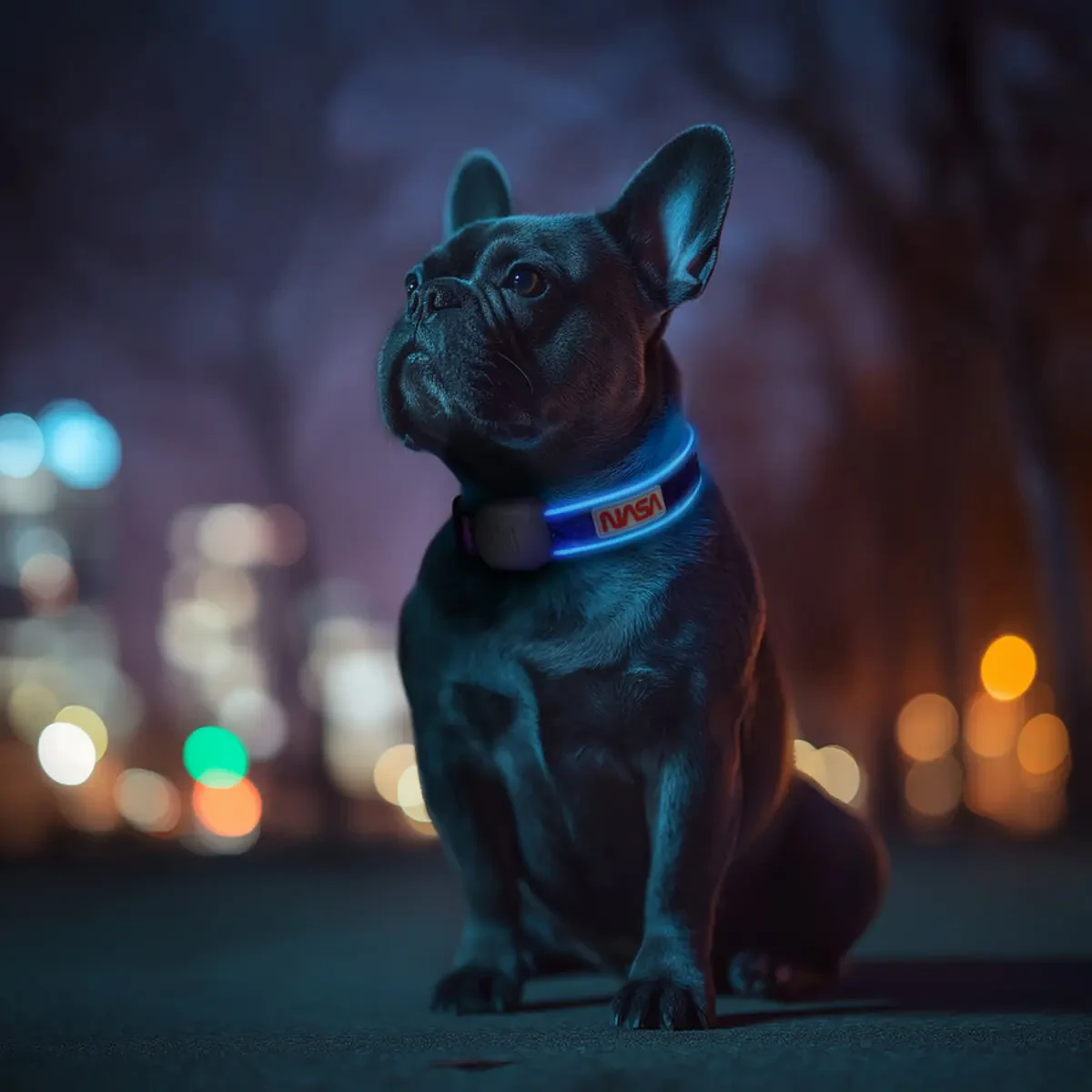 obroza led NASA21 z pies1200x1200.webp