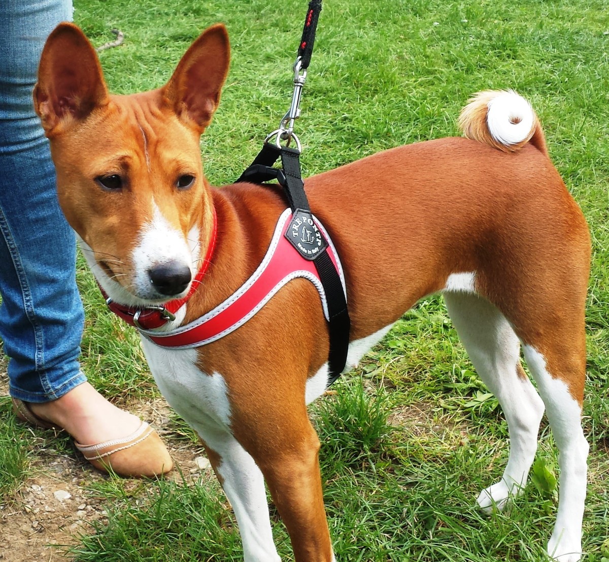 Basenji w szelkach Tre ponti.jpg